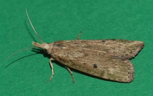 Aphomia sociella